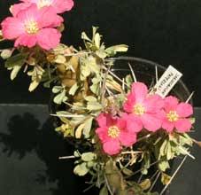 Image result for Lycopodiella sarcocaulon