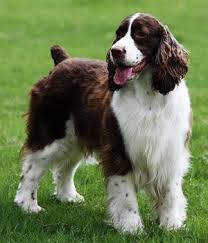 Black And White Short Hair English Springer Spaniel English Springer Spaniel Breed Info Pictures Characteristics Hypoallergenic No Spaniel Breeds Springer Spaniel English Springer Spaniel