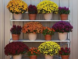 More images for how to care for mums in pots outdoors » Flowering Plants To Grow With Chrysanthemums Diy