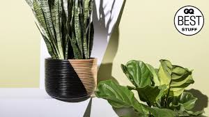 It will slowly produce a tall spike which becomes a red or yellow flower. 12 Best Indoor Plants That Even You Can T Kill Gq