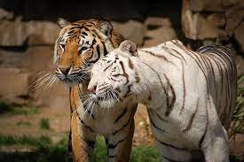 Staying Black And Progressive Funny Animal Videos Funny Animals Animals