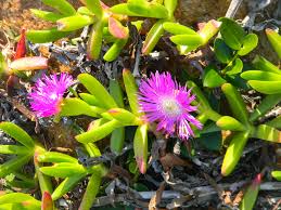 Image result for Hermannia grandistipula