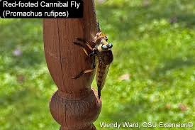 Image result for Rubus adolfi-friederici