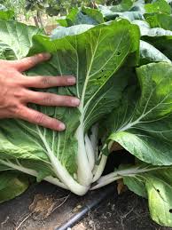 We did not find results for: Chinese Vegetables Home Garden Information Center