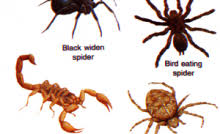 10 Contoh Hewan Avertebrata Terlengkap Beserta Ciri Dan Penjelasannya Dosenbiologi Com