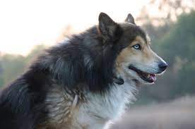 siberian husky collie mix google search hunde hunde rassen mischlingshunde
