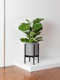 Cats tend to like these, and they are perfectly safe to be chewed occasionally. Large Fiddle Leaf Fig Bush With Mid Century Pot Potted Plant Shipped By Leon George
