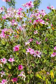 Image result for Bauhinia variegata