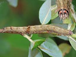 Image result for Catocala electa