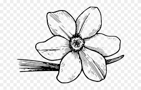800 x 567 · 43 kb · jpeg. Flower Bloom Plant Nature Dogwood Petals Botany Violet Flower Coloring Page Free Transparent Png Clipart Images Download