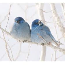 Blue Birds That Look Like Cardinals Pin By Maria On Life Birds Animals Beautiful Birds Colorful Birds