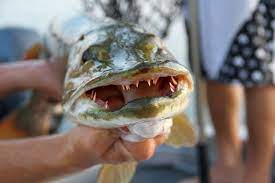 Pin On Anglinglaboratory