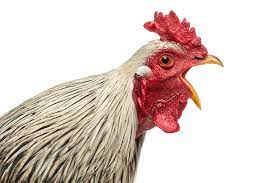 Feb 28, 2019 · hens do not need a rooster to lay an egg; Fowl Language Ai Decodes The Nuances Of Chicken Speech Scientific American