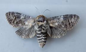 Image result for Cossus cossus