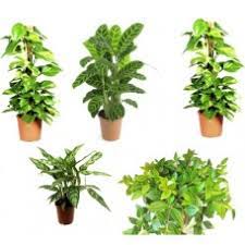 We did not find results for: Chameleon Enclosure Plant Bundle Lpchb Globalgeckos Co Uk