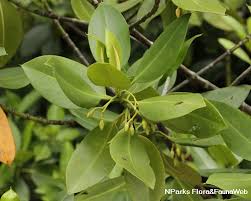 Image result for Rhizophora mucronata