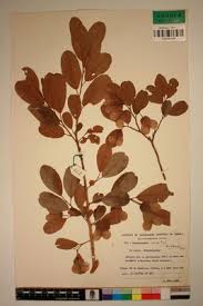 Image result for Hymenocardia