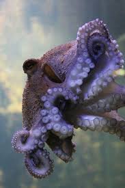 Good luck breaking the suction, too. Octopuses Also Have An Excellent Sense Of Touch An Octopus S Suction Cups Are Equipped With Chemoreceptors So Ocean Creatures Sea Animals Underwater Creatures