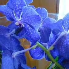 Orhidee Albastra Orhideele Considerate A Fi Unele Dintre Cele Mai Frumoase Plante Decorative Sunt Foarte Diversificate Exista Peste 3000 Plants Flowers Garden