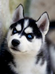Black White And Brown Husky The Different Types Of Siberian Huskies Gate Information Husky With Blue Eyes Siberian Husky Puppy Siberian Husky Puppies