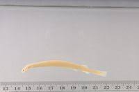 Image result for Vandellia