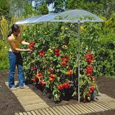 So können sie aromatische tomaten selber ziehen! Tomatenhaus Selber Bauen Oder Kaufen Schutzdach Fur Ihre Tomaten