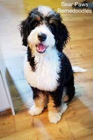 If you're a busy person and time is a bit of a strain, a. Bear Paws Bernedoodles Home