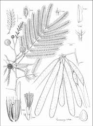 Image result for Leucaena leucocephala