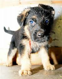 Bo was joined by sunny obama, a female dog of the same breed, in 2013. The Obama Dog Blog Joe Biden
