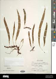 Image result for Lepisorus excavatus