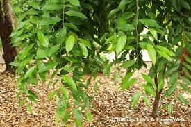 Image result for Cleistanthus