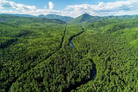 ‫غابة‬‎ ile ilgili görsel sonucu