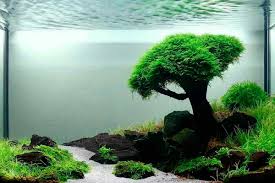 Tropictank 109.606 views3 months ago. Aquascaping For Beginners Introduction Shrimp And Snail Breeder