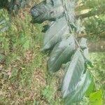 Image result for Casearia battiscombei