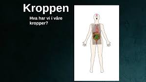 Pagesbusinessesmedical & healththerapistphysical therapistfysioterapeut nikolai bjerkestrandvideosryggen er en av kroppens sterkeste kroppsdeler. Kroppen By Johanna Asprusten