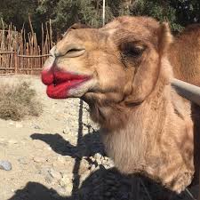 How much caramel can a canny canonball cram in a camel if a canny canonball can cram caramel in a camel? Enough About Coachella Bring Desert Trip Oldchella Back Getting On Travel