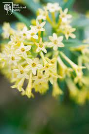 Cestrum Parqui Willow Leaved Jessamine Rhs Gardening Scent Garden Flowering House Plants March Wedding Flowers