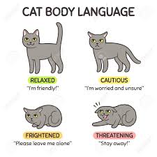 Cat Body Language Infographic Chart Cat Poses Mean Different