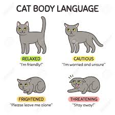 cat body language infographic chart cat poses mean different