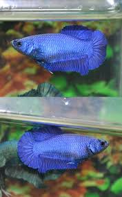 Fwbettashmp1410883185 Super Blue Full Mask Female Betta Fish Pet Pets