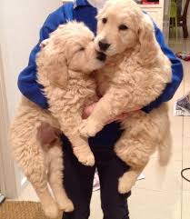 Marktplaats heeft 46 advertenties voor golden retrievers. Golden Retriever X Golden Retriever X Labrador Puppies
