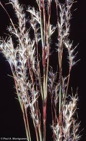 Image result for Schizachyrium jeffreysii
