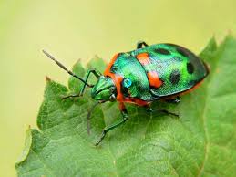 Que Mange Un Scarabee Tout Sur L Alimentation Du Scarabee