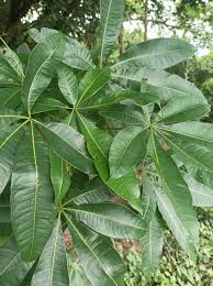 Image result for Pachira glabra
