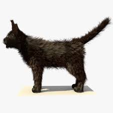 Havana Brown Cat With Fur 3d Model Ad Brown Havana Cat Model Havana Brown Cat Brown Cat Cat Model