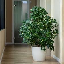 Image result for Schefflera
