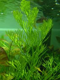 Image result for Ceratopteris