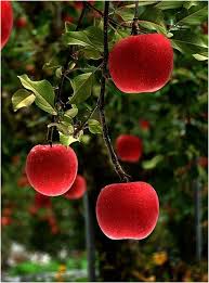 Red Delicious Japan Red Apple Beautiful Fruits Fruit