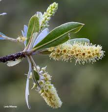 Image result for Terminalia sericea