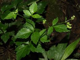 Image result for Sanicula elata